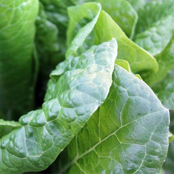 Try to find the best ways to lose weight? Eating these metabolism-boosting superfoods will help you naturally burn crazy amounts of fat. #superfood #diet #healthysnacks