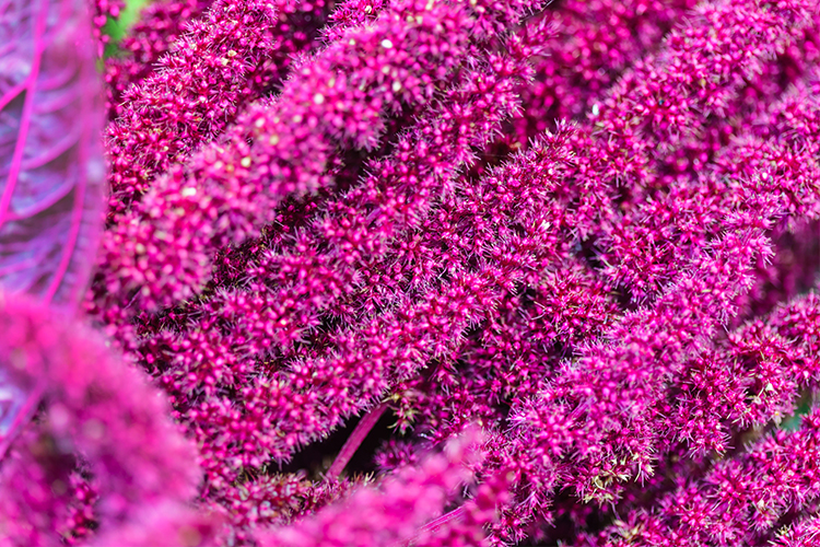 Would you love a GUARANTEED flat tummy? Adding these healthy foods to your diet will help you slim down, tone, tighten and expose your flat 6-pack tummy within!